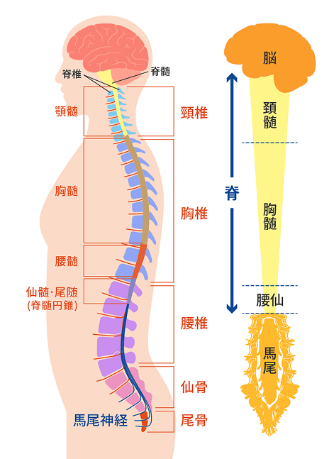 脊髄と神経の構造